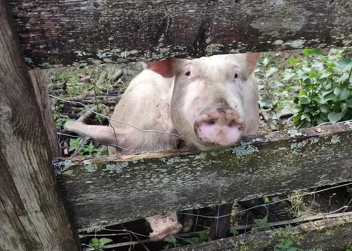 Apartamento Schlosswirt & *