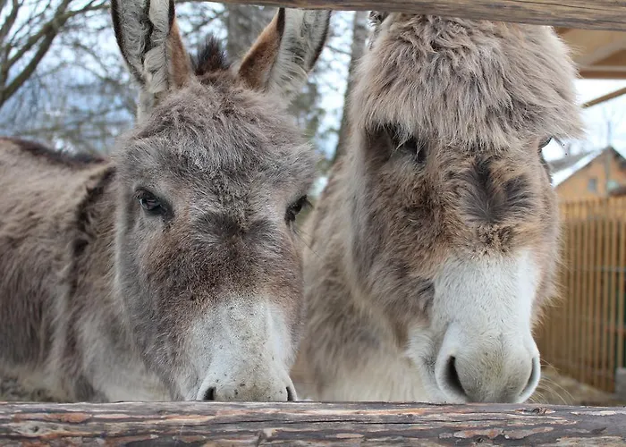 Schlosswirt & Apartament